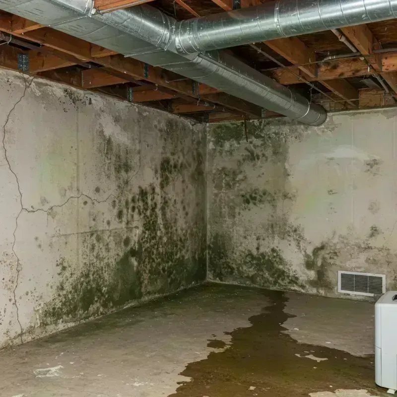 Professional Mold Removal in Aragon, GA